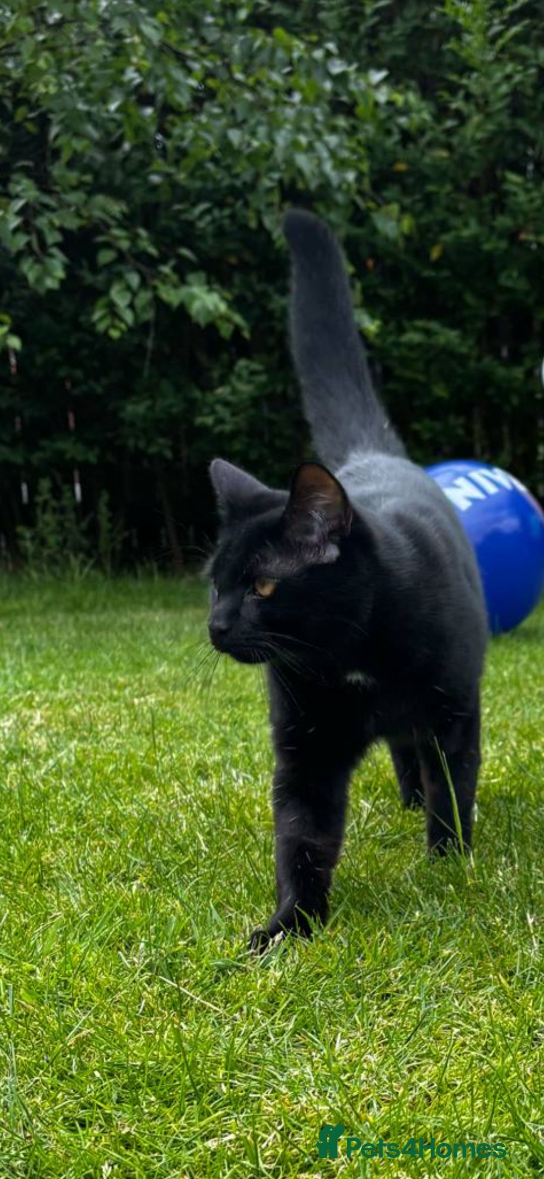 Mixed Breed cats for sale: Cat for sale - Image 2