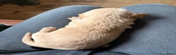 Doxiepoo dogs for sale: 1 - male 4 - bitch Doxiepoos  - Advert 3