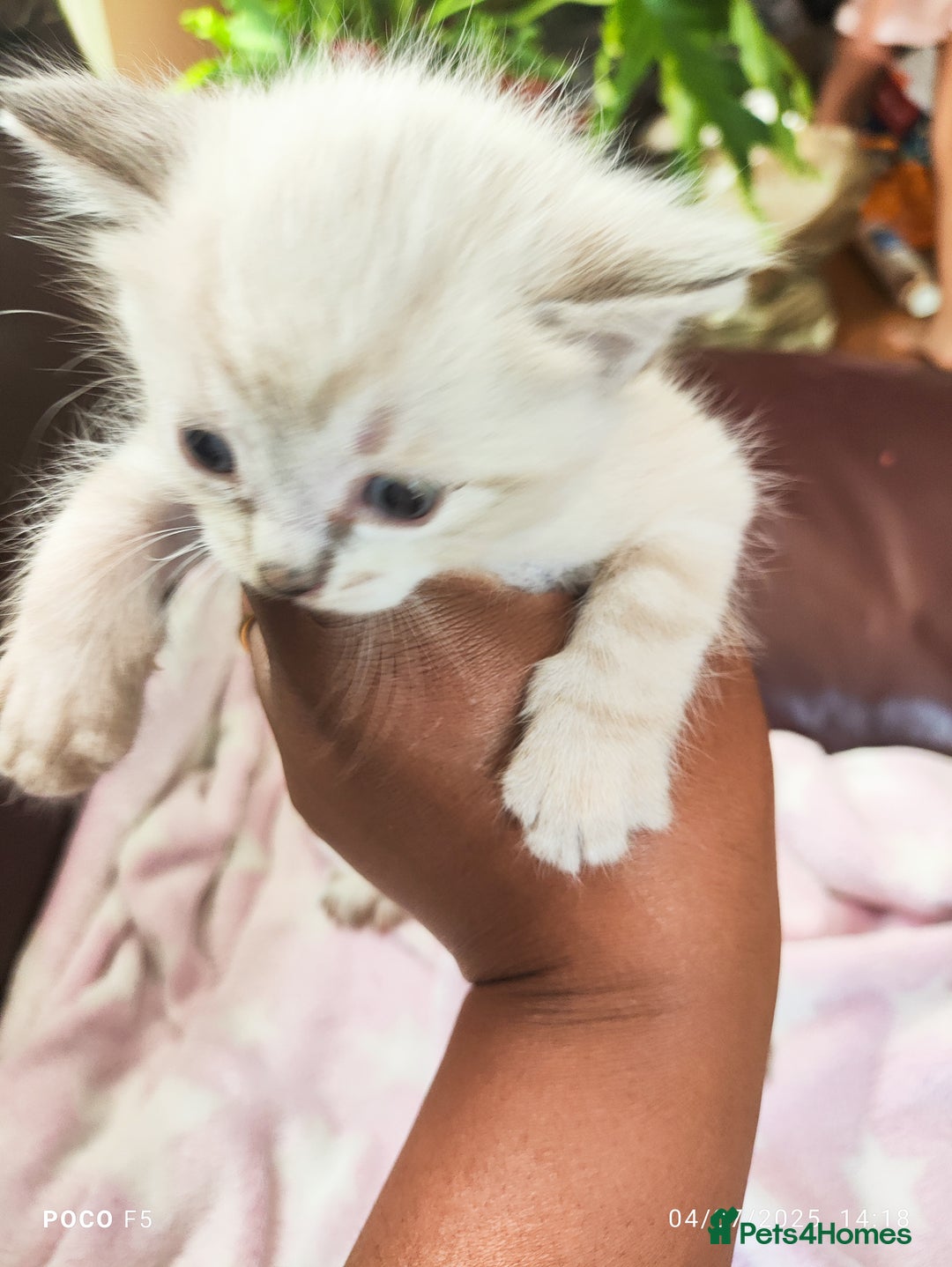 Mixed Breed cats for sale: Ragdoll Bengal mix kittens available for sale - Image 8