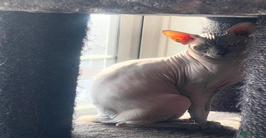 Sphynx cats - Advert 4