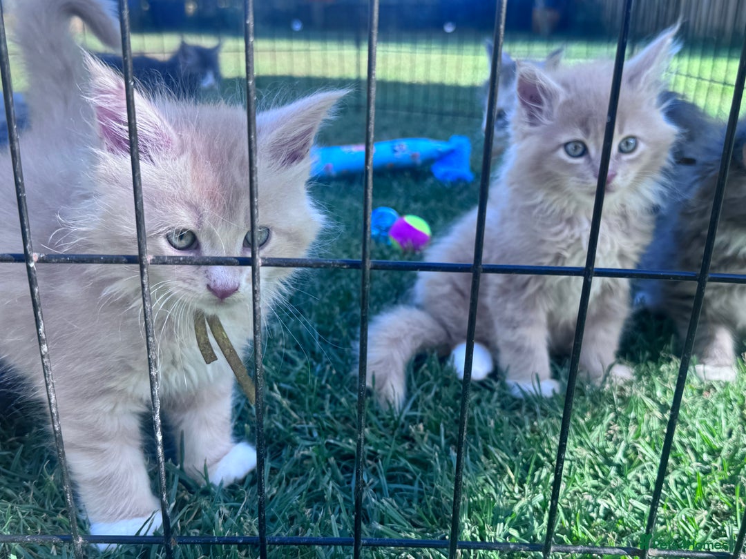 Maine Coon cats for sale: Final kitten left 🧡💛🧡💛 - Image 18