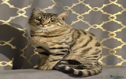 Bengal cats for sale: Two Beautiful Bengal Boys Looking for Their Homes - Advert 4