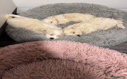 Bichon Frise dogs for sale: One little girl and boy are looking for a family🤍 - Image 6