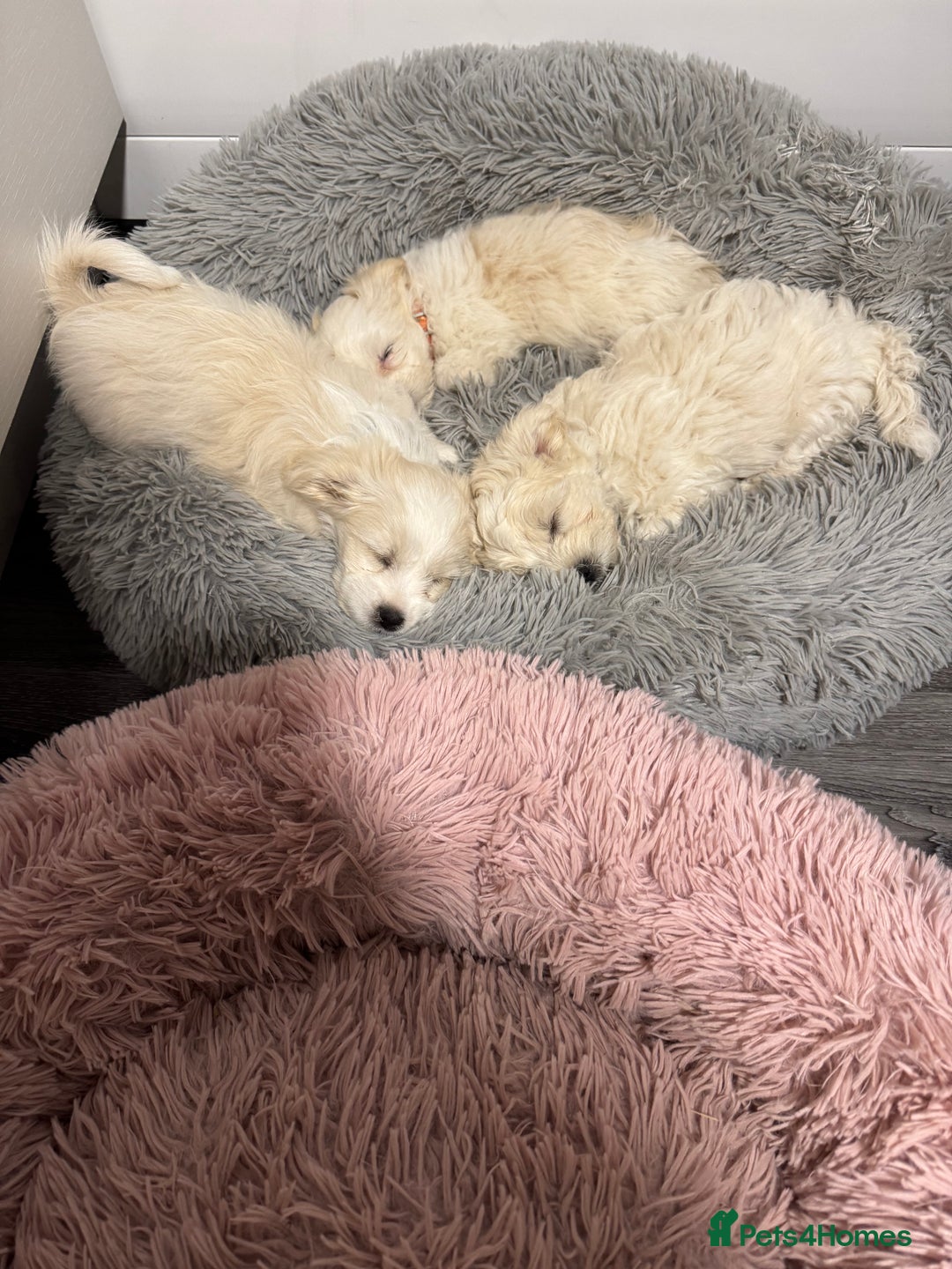 Bichon Frise dogs for sale: One little girl and boy are looking for a family🤍 - Image 6