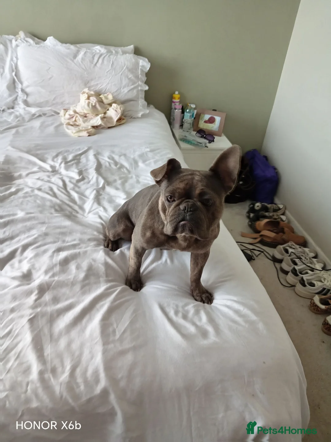 French Bulldog dogs for sale: French bulldog female 18 months old in Doncaster - Advert 11