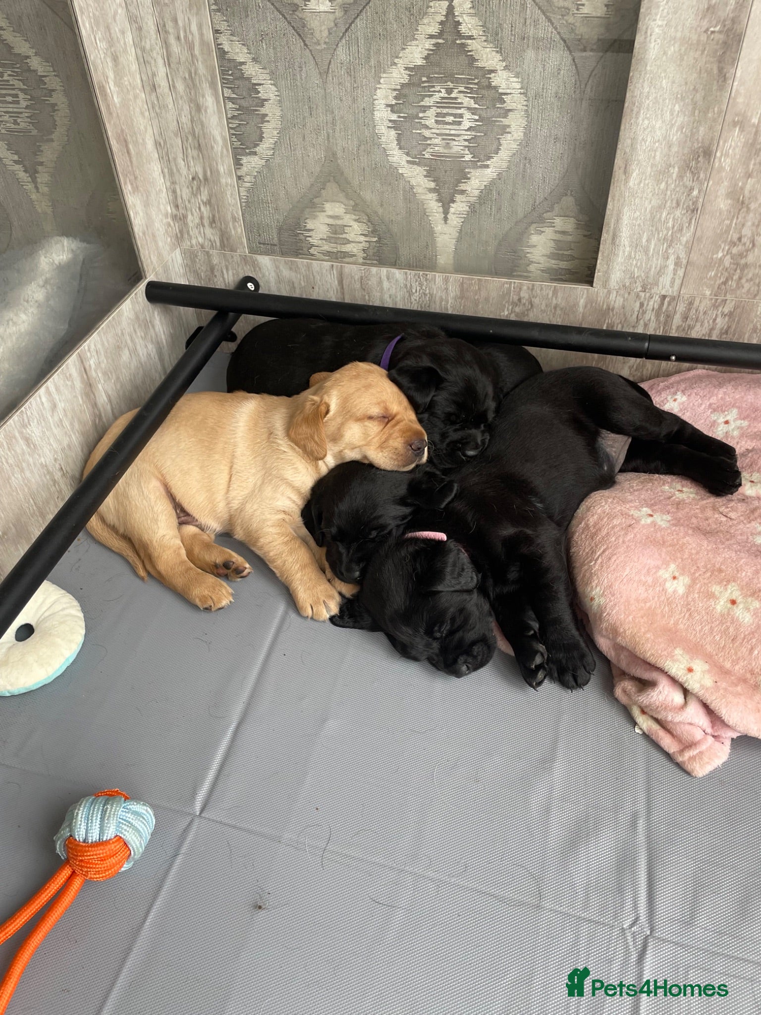 Labrador Retriever dogs Only 2 Boys Left - Adorable Litter of Labradors  - Advert 2