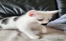 Mixed Breed cats for sale: 2 kittens for sale - Image 4
