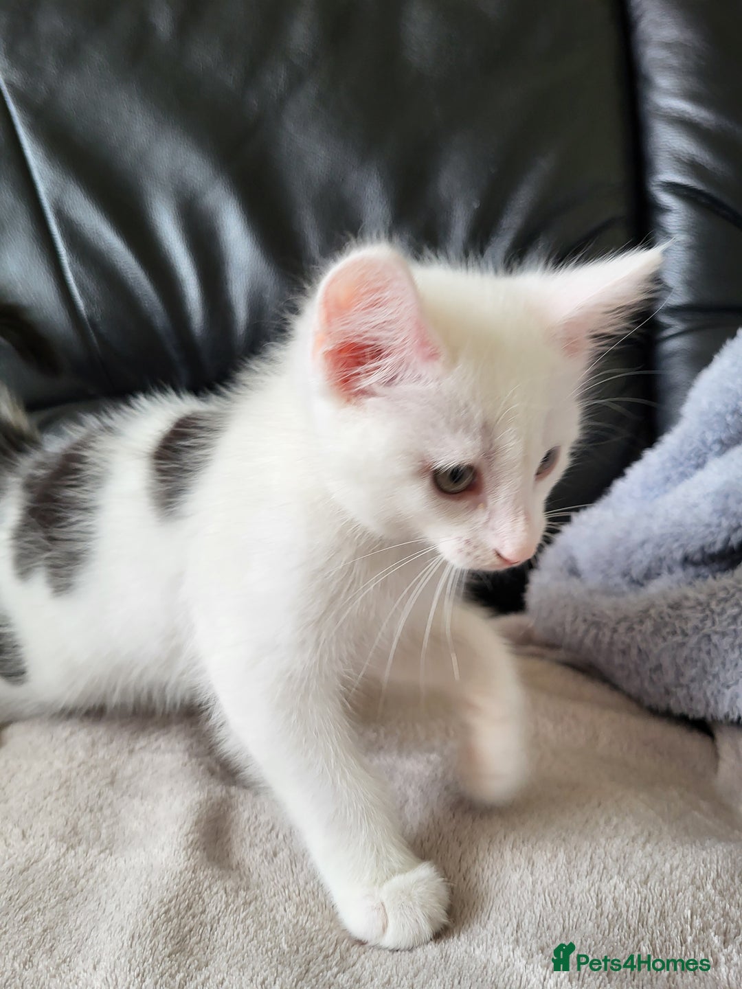 Mixed Breed cats for sale: 2 kittens for sale - Image 4
