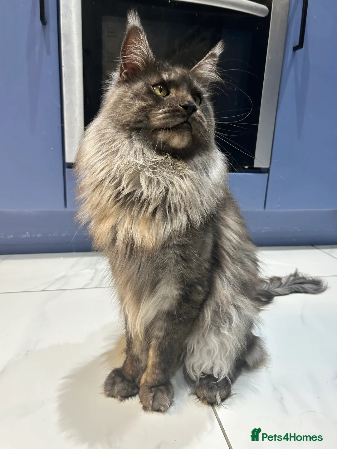 Gallery Image {{count}}