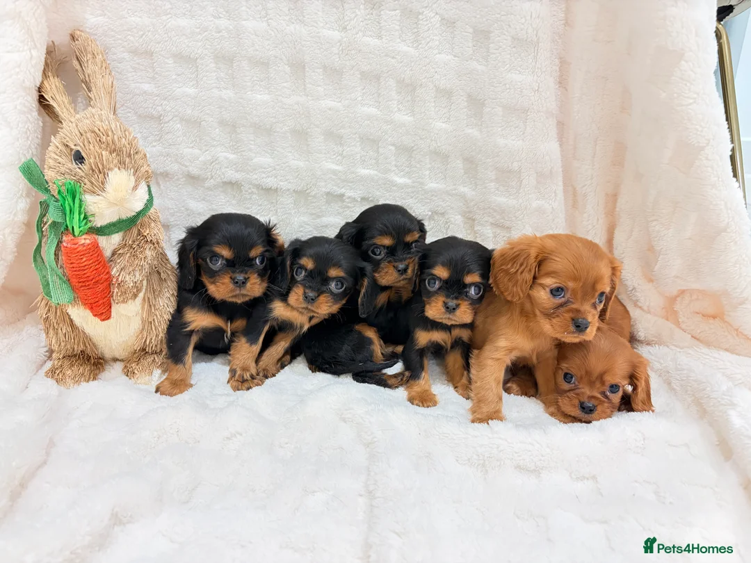 Cavalier King Charles Spaniel dogs for sale: Cavalier King Charles spaniel - Advert 5