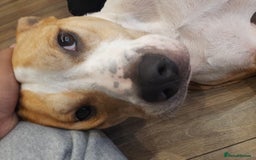 Mixed Breed dogs for sale: Junior-The Bullwhip - Image 4