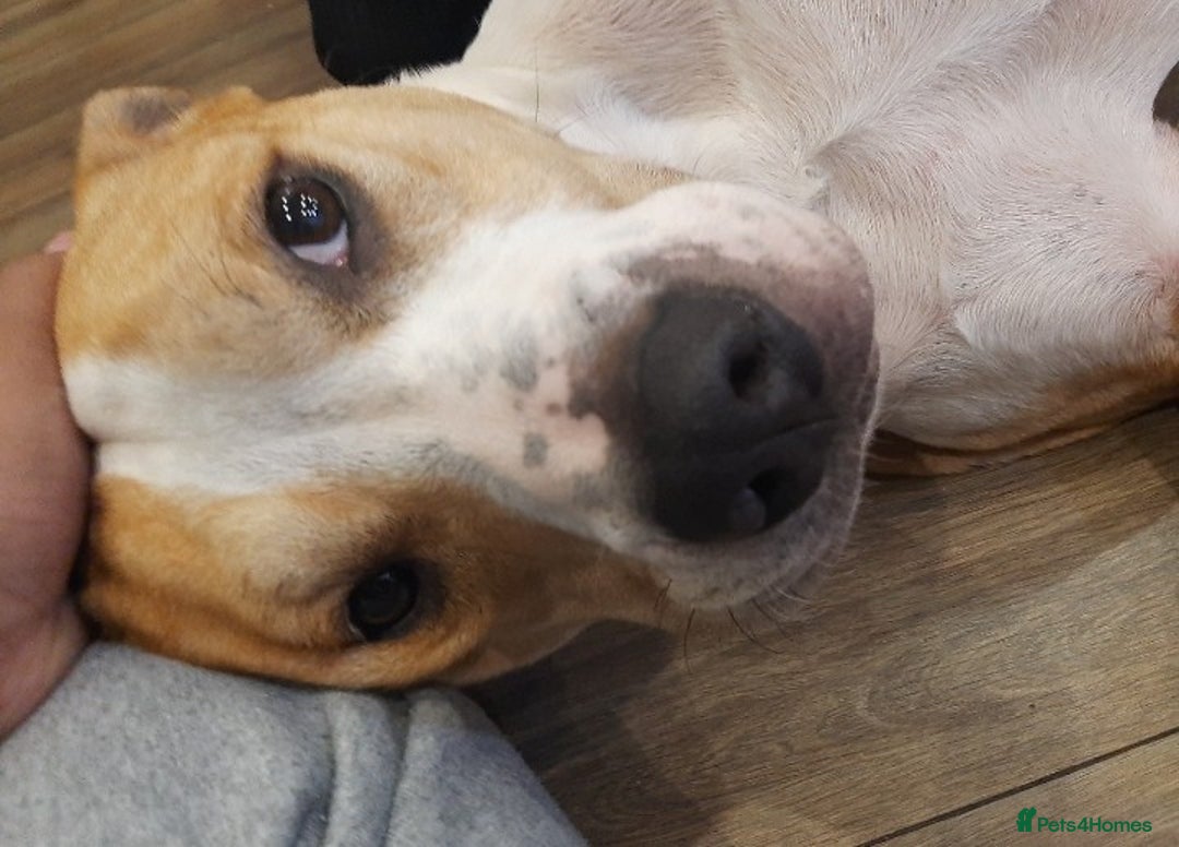 Mixed Breed dogs for sale: Junior-The Bullwhip - Image 4