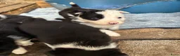 Border Collie dogs for sale: Gorgeous border collie puppies  - Advert 2