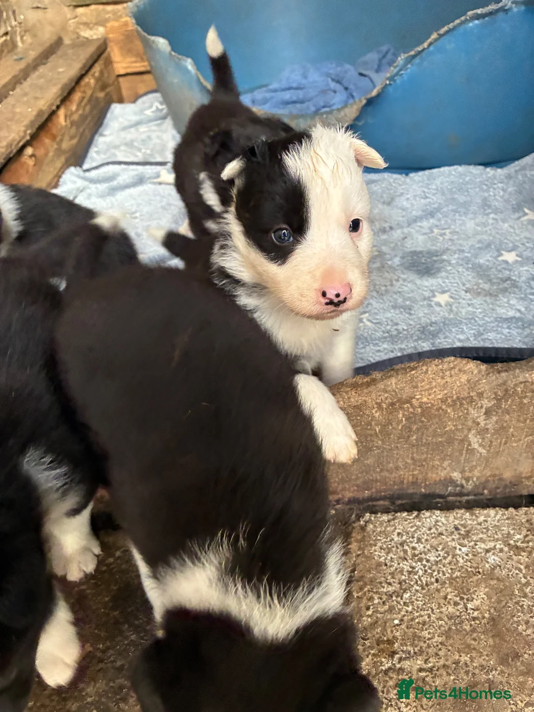 Border Collie dogs for sale: Gorgeous border collie puppies  - Advert 2
