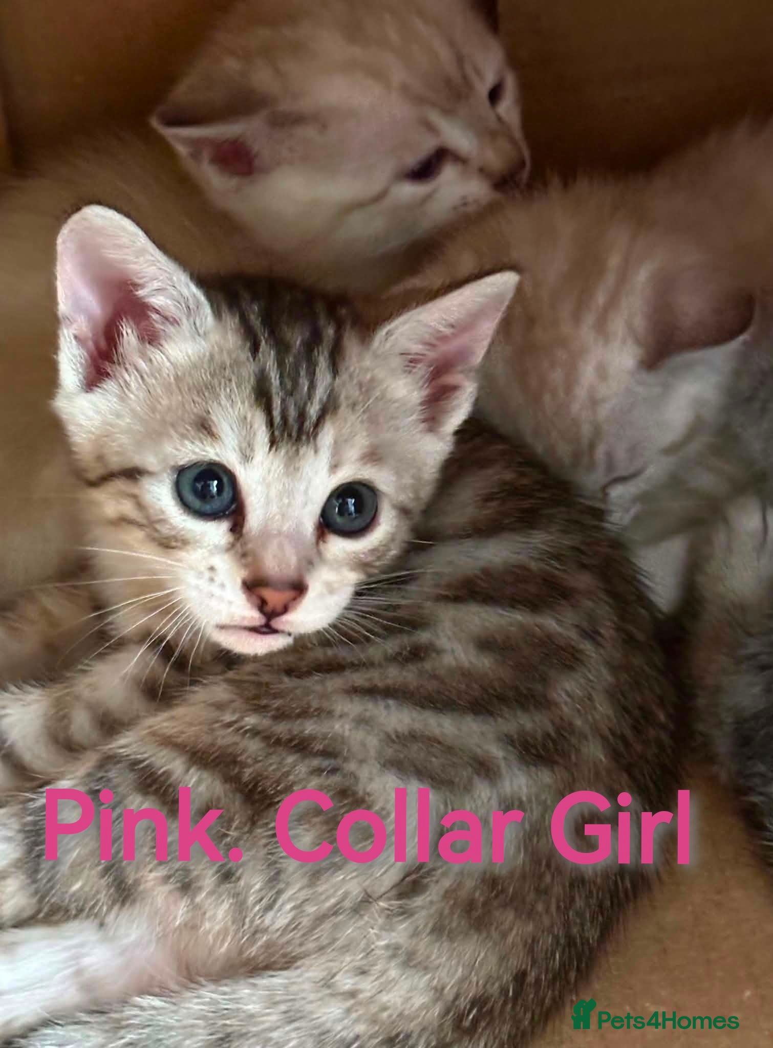 Bengal cats Beautiful Bengal Kittens Snow, Silver and Brown  - Advert 2