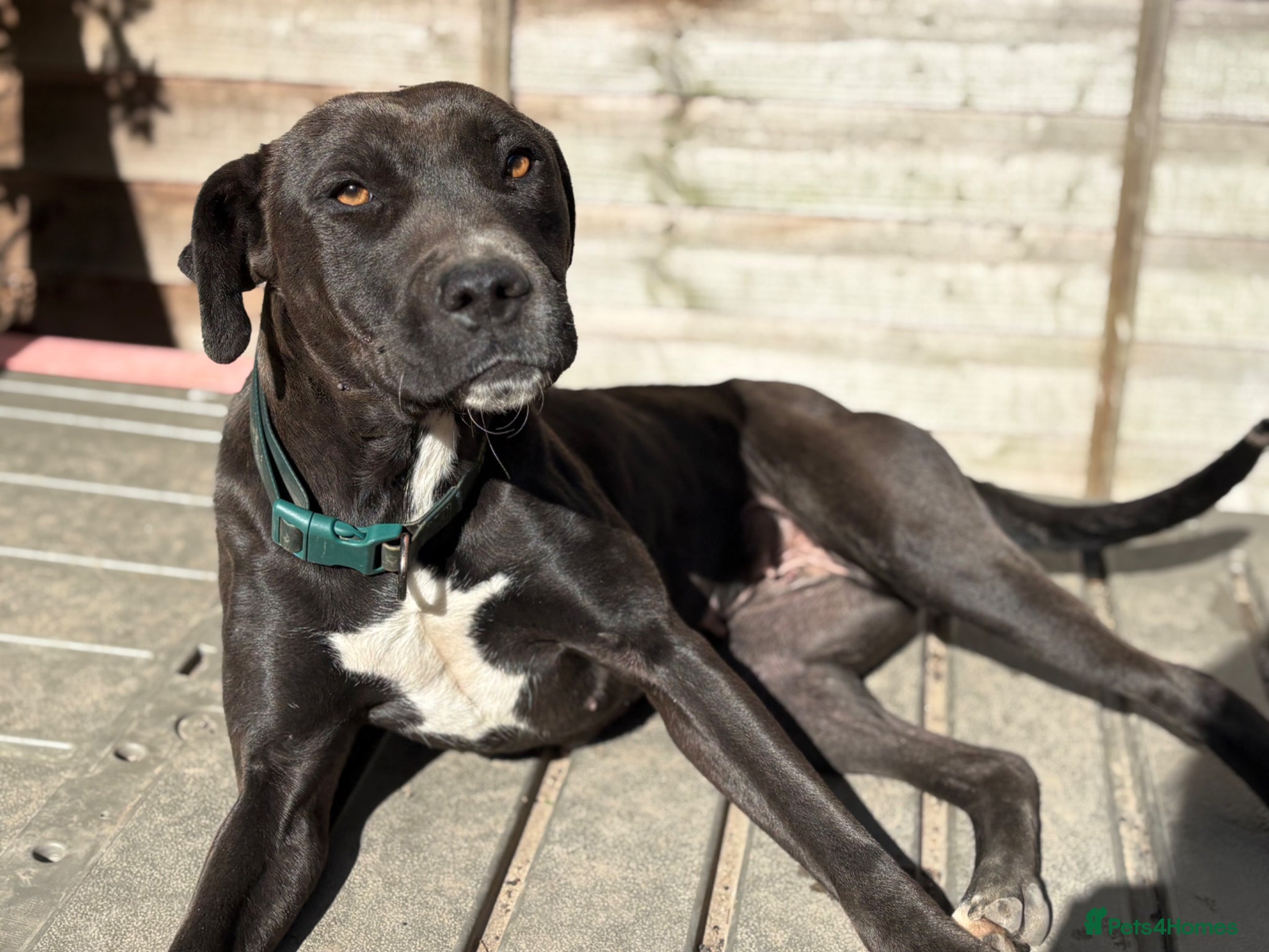 Mixed Breed dogs Trainer Rehome - Lily is ready for her family 💜 - Advert 1