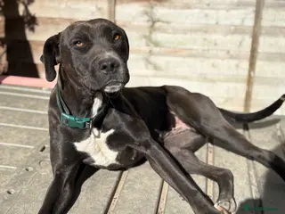 Mixed Breed dogs Trainer Rehome - Lily is ready for her family 💜 - Advert 1