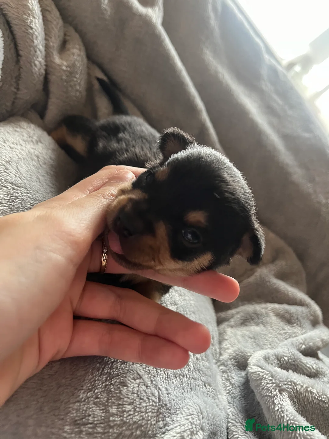 Chihuahua dogs for stud: Chihuahua stud (Romeo) in Sherborne - Advert 21