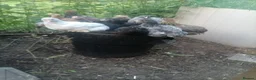 Chickens poultry for sale: Brahma in Newark - Advert 2
