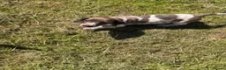 Dachshund dogs for sale: Two beautiful Isabela dachshund b in Rugby - Advert 27