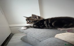 Maine Coon cats for sale: Gorgeous Maine Coon Cross Kittens - Image 25