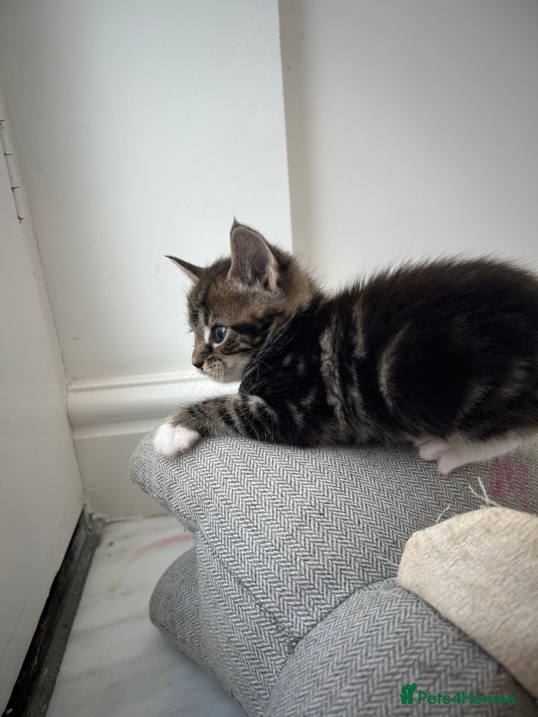 Maine Coon cats for sale: Gorgeous Maine Coon Cross Kittens - Image 25