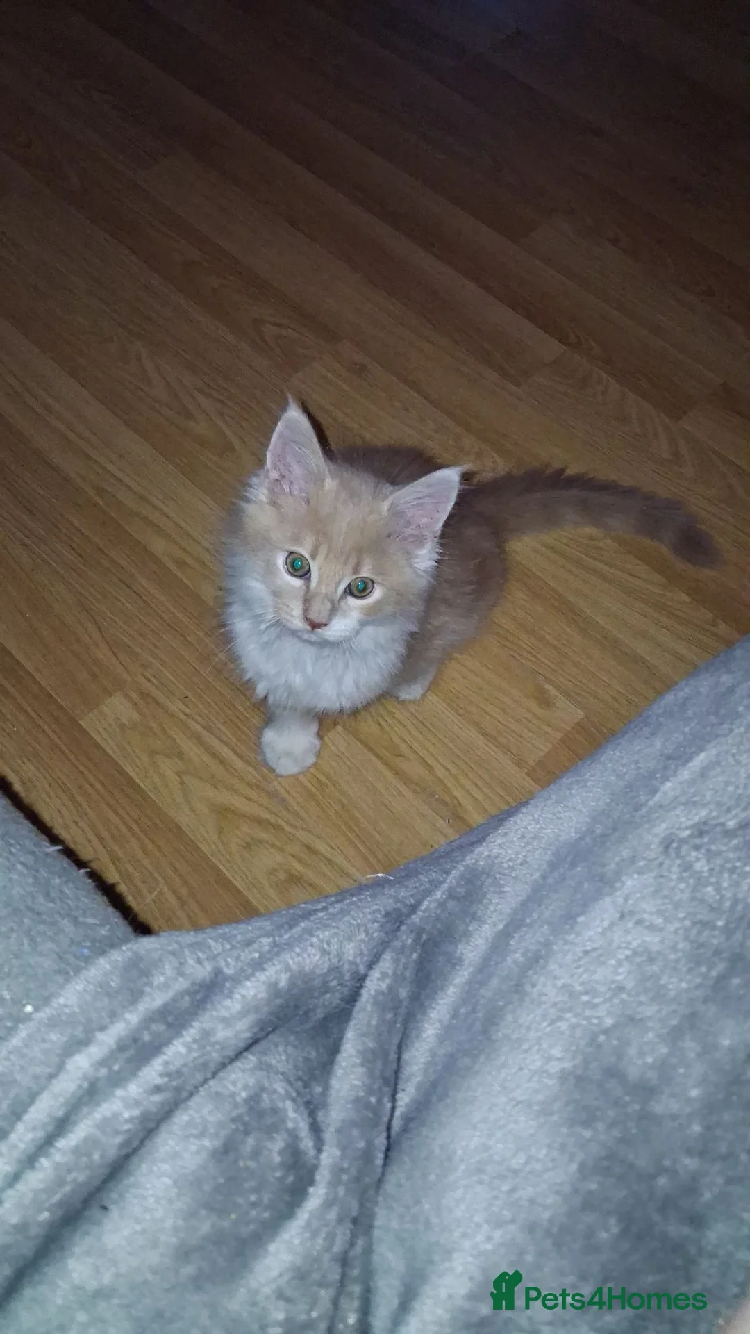 Maine Coon cats for sale: Female Maine coon  - Advert 2
