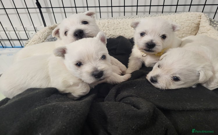 West Highland Terrier dogs - Advert 2