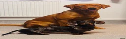 Labrador Retriever dogs for sale: Fox Red Male Labrador 9 months old  in Kettering - Advert 5