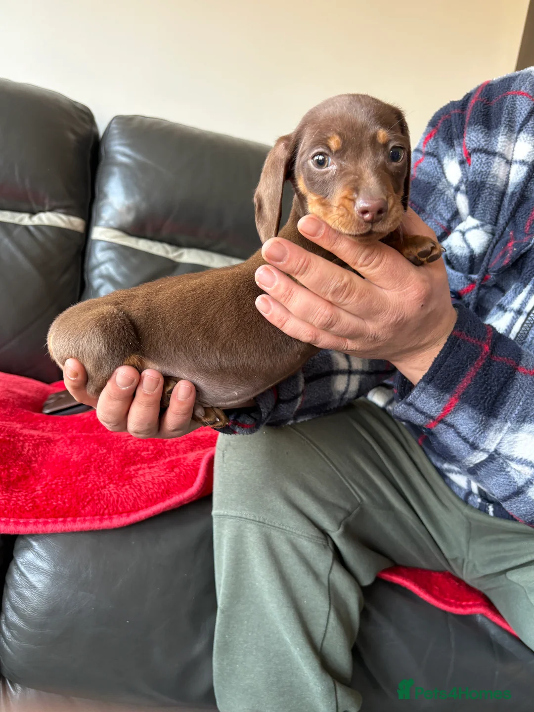Dachshund dogs for sale: Dachshund puppy for sale  - Advert 6