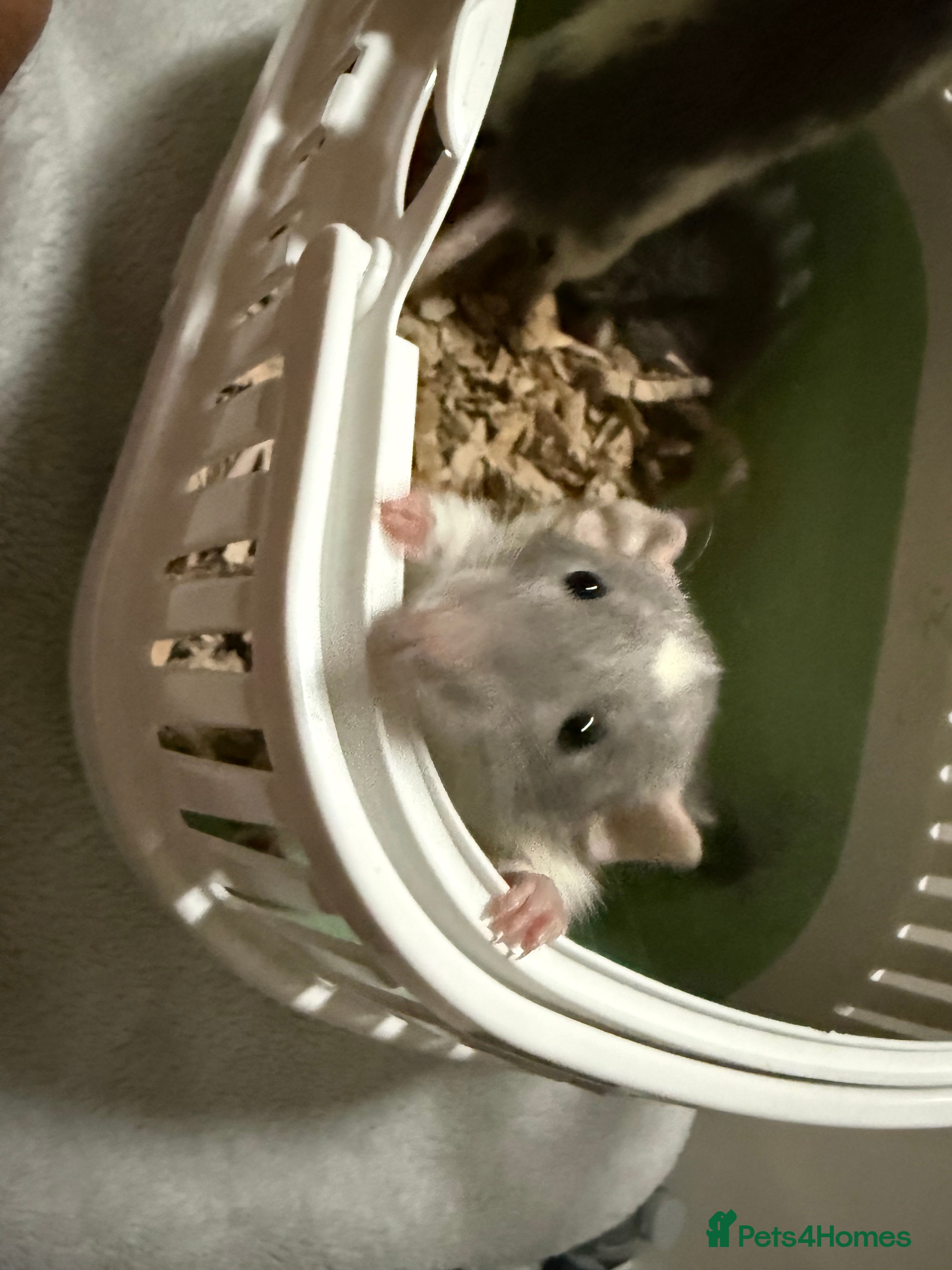 Rat rodents Only 2 male jumbo rats remaining - Advert 2