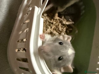 Rat rodents 4 male jumbo rats - Advert 2