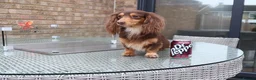 Miniature Dachshund dogs for stud: HASH BROWN ! Smallest long hair stud  - Advert 2