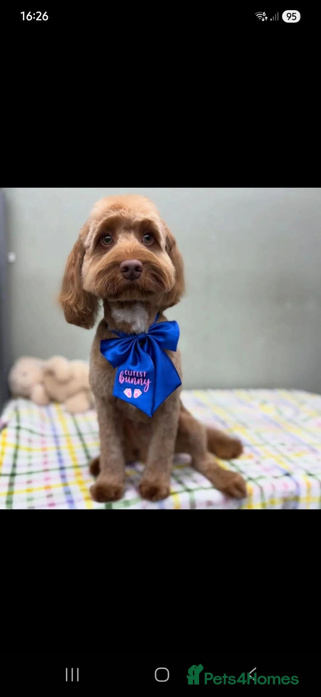 Cockapoo dogs for stud: Stud Cockapoo in Southampton - Advert 6