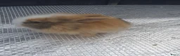 Lionhead rabbits for sale: Lionhead  - Advert 8