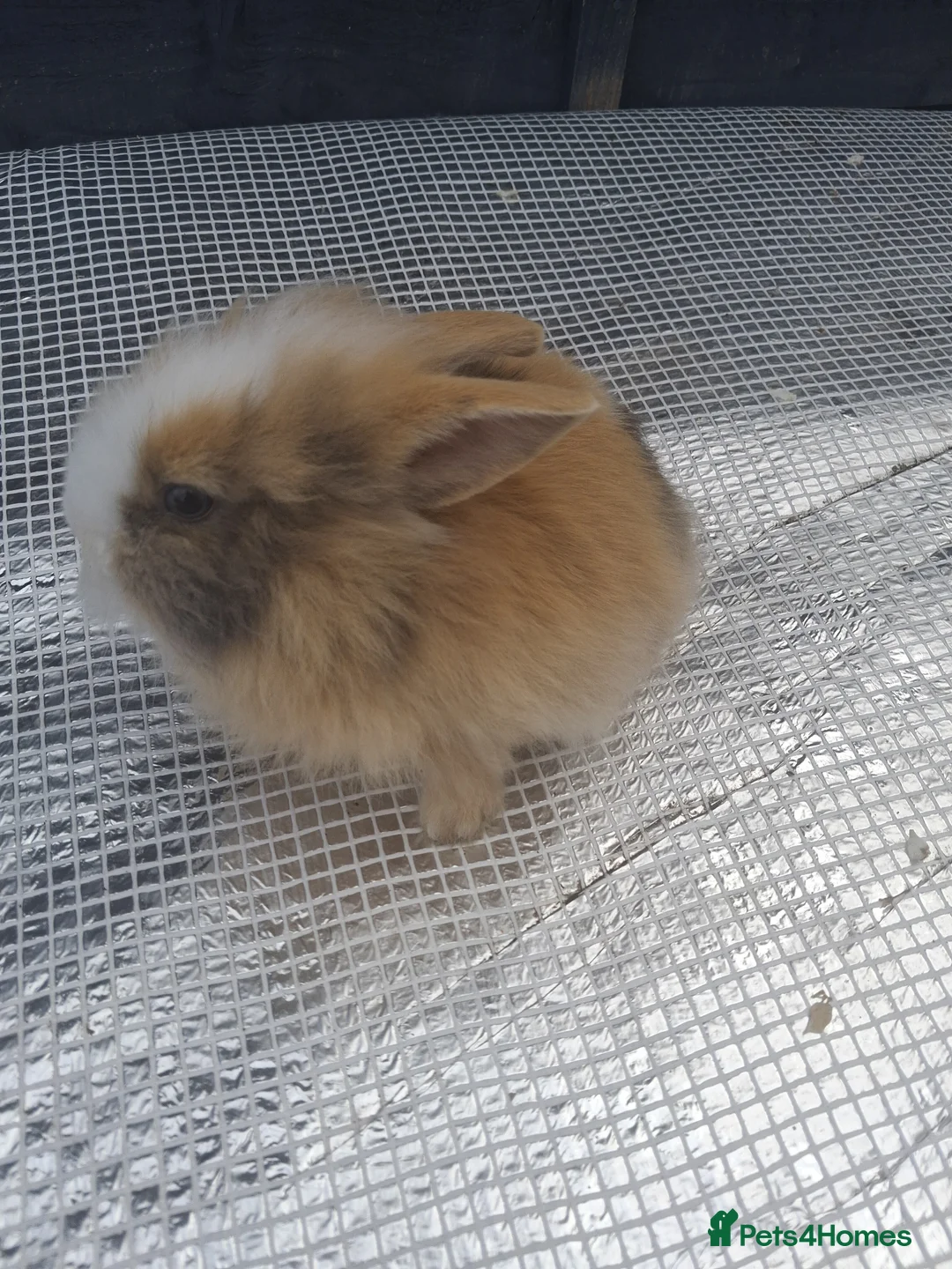 Lionhead rabbits for sale: Lionhead  - Advert 8