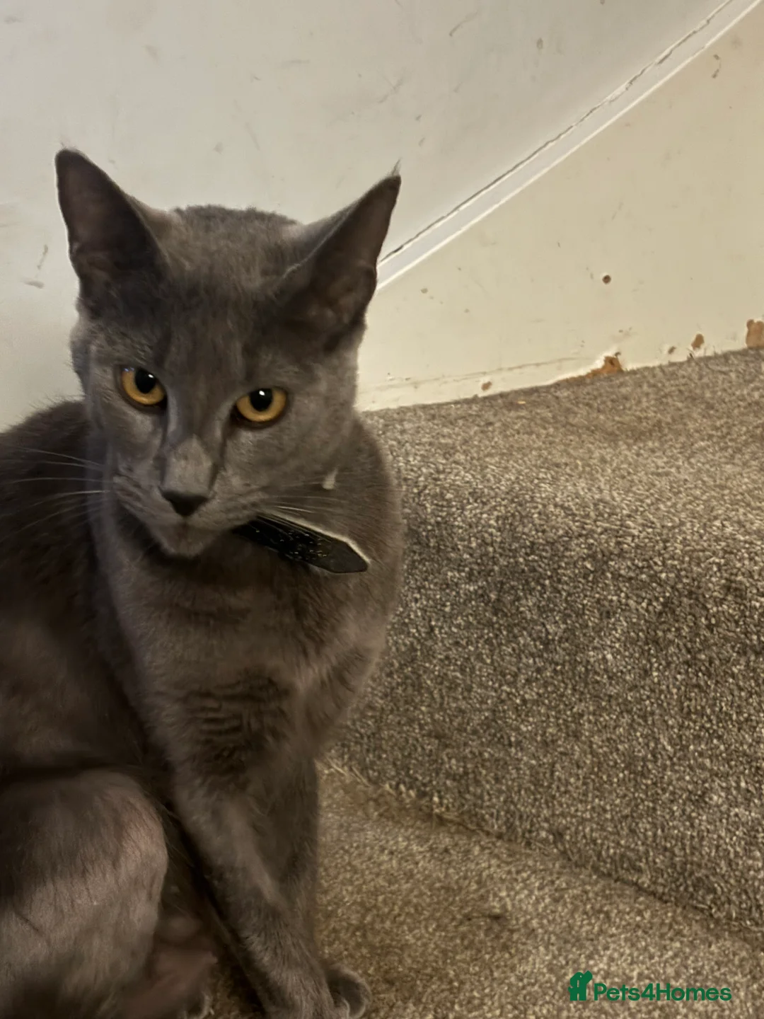 Mixed Breed cats for sale: 3 Gorgeous black kittens, 1 boy Left - Advert 5