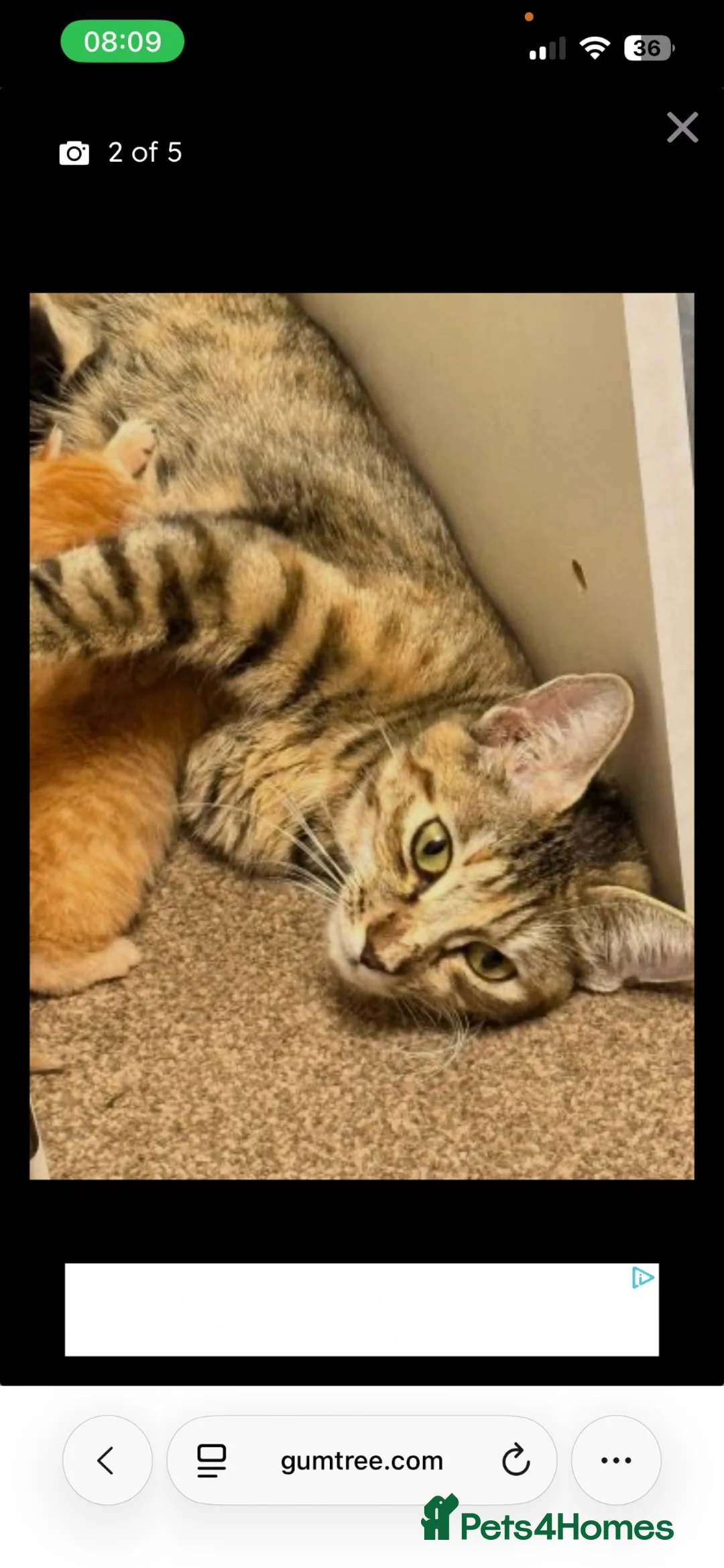 Mixed Breed cats for sale: Two kittens available  - Advert 9