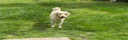 Golden Retriever dogs for sale: KC GoldenRetriever Female–1.5yr–Beautiful Pedigree in Newbury - Advert 3