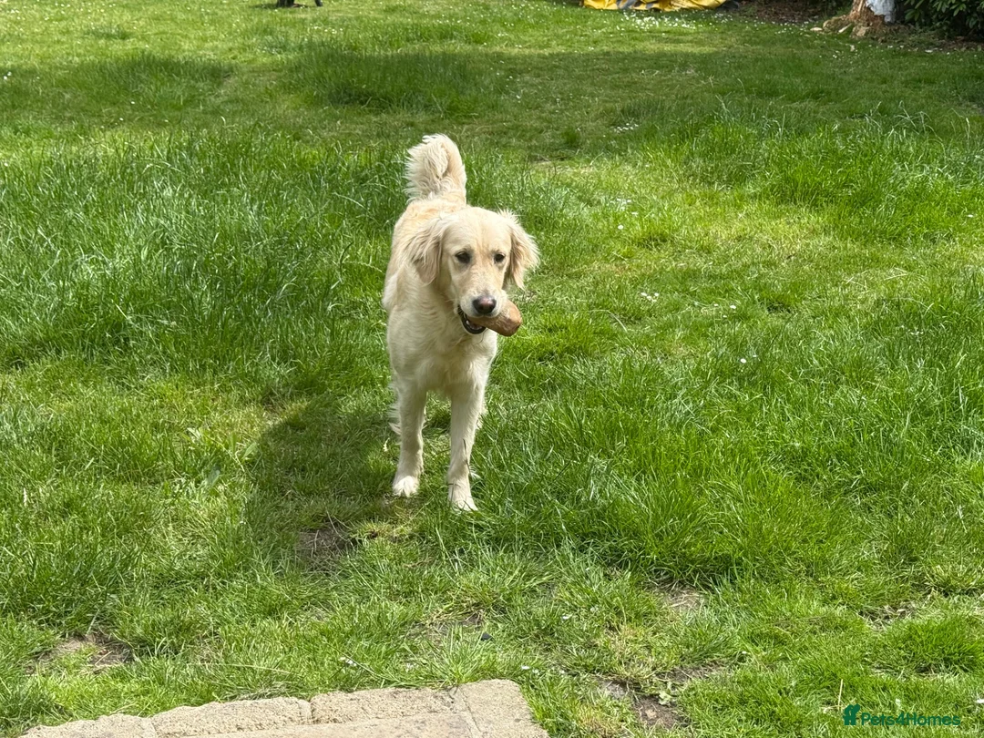 Golden Retriever dogs for sale: KC GoldenRetriever Female–1.5yr–Beautiful Pedigree in Newbury - Advert 3