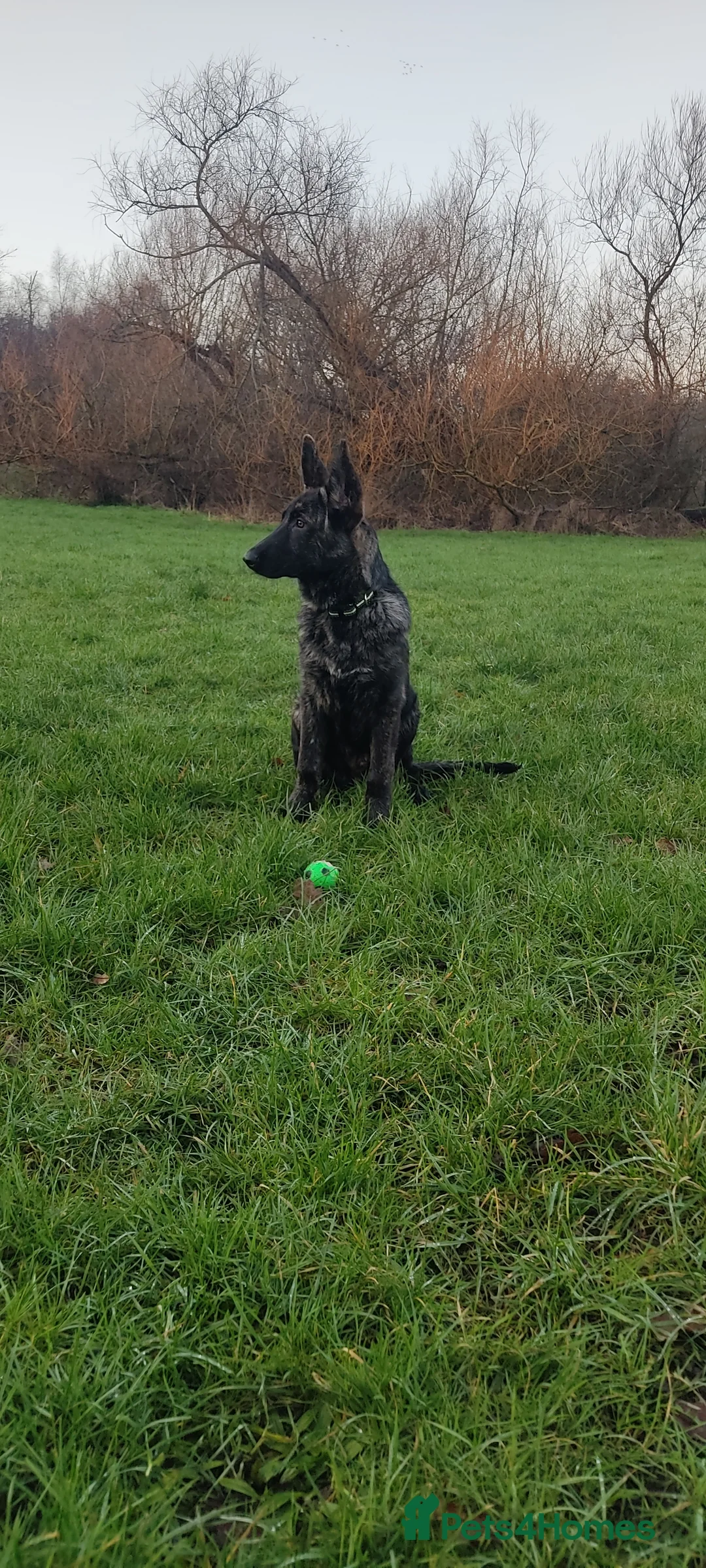 Mixed Breed dogs for sale: German Shepherd mixed breed dog in Darlington - Advert 2