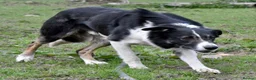 Border Collie dogs for sale: 🐾Working Border Collie Puppies–5 Boys & 1 Girl🐾 - Advert 11
