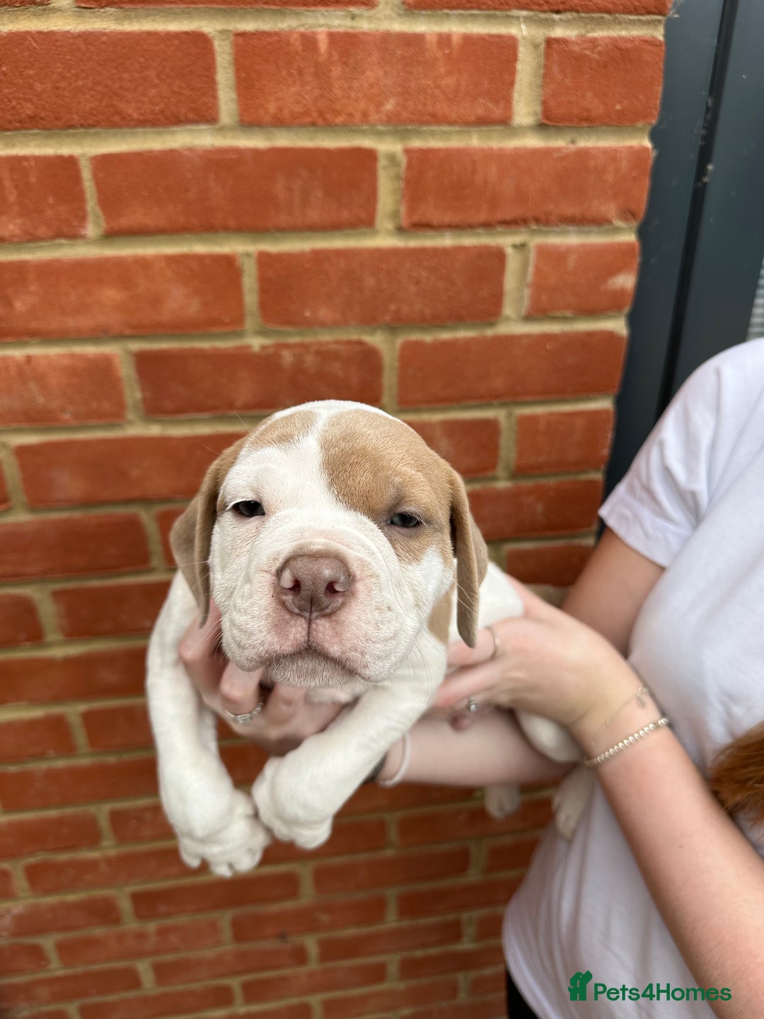 Olde English Bulldogge dogs for sale: OLDE ENGLISH BULLDOGGE PUPPIES in Epping - Image 18