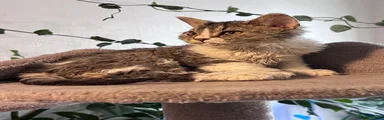 Selkirk Rex 1