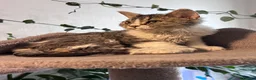 Selkirk Rex cats for sale: Gorgeous pure breed Selkirk rex kittens 😻 - Advert 24