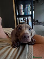 Miniature Dachshund dogs - Advert 3