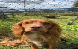Cocker Spaniel dogs for sale: Beautiful cocker spaniels  - Image 9