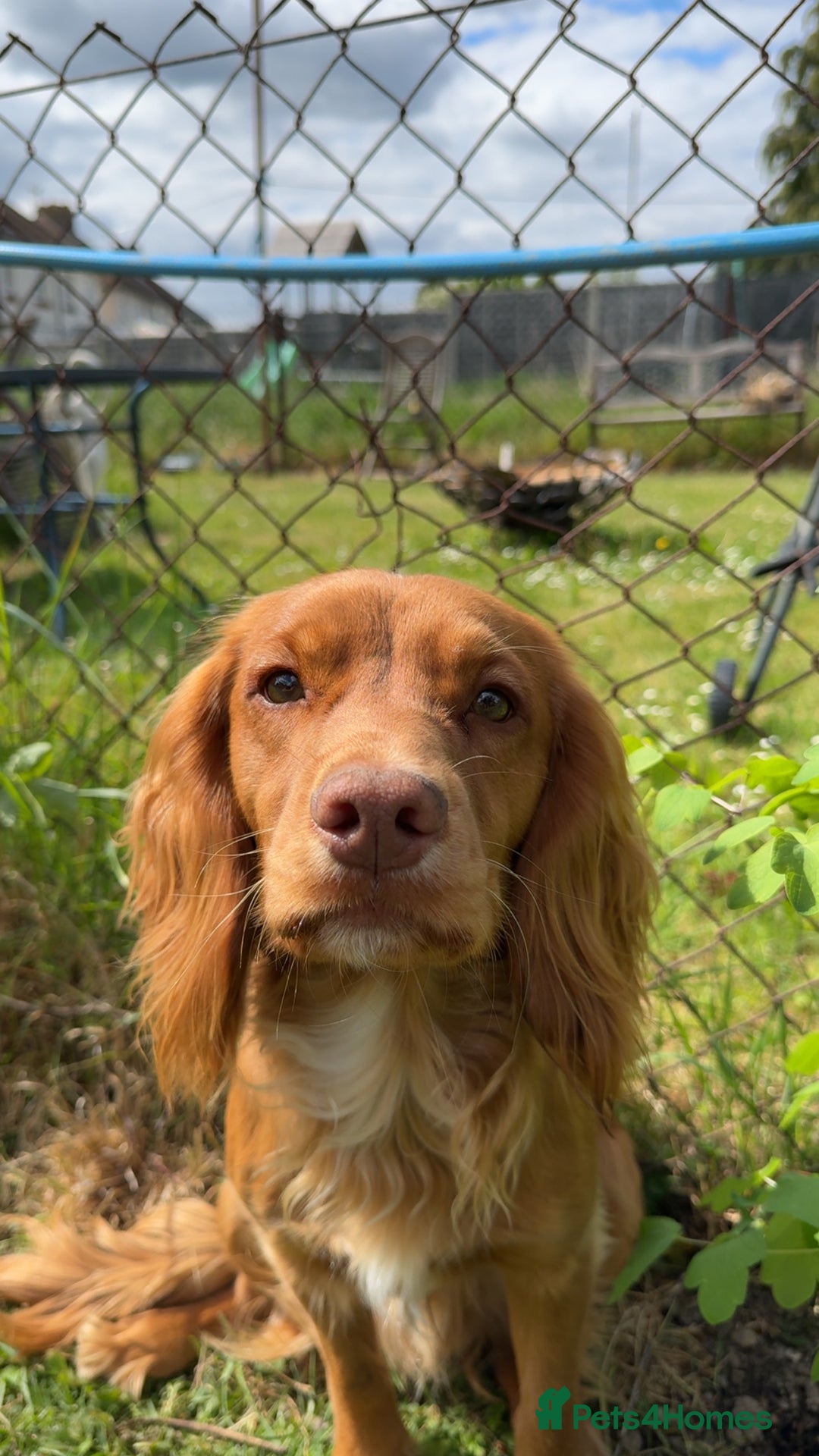 Cocker Spaniel dogs for sale: Beautiful cocker spaniels  - Image 9