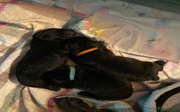 Cane Corso dogs for sale: Cane Corso Puppies Looking for Their Forever Homes - Advert 9