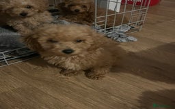 Cavapoo dogs for sale: F1b cavapoo puppies  - Image 3